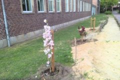 baum1_20220531_1567014093